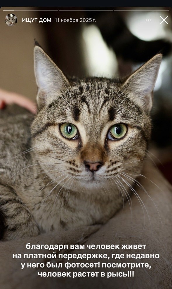 Симба растёт в рысь